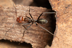 Iridomyrmex rubriceps