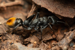 Myrmecia gilberti