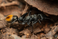 Myrmecia gilberti