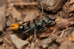 Myrmecia gilberti