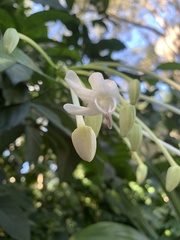 Posoqueria