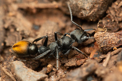 Myrmecia gilberti