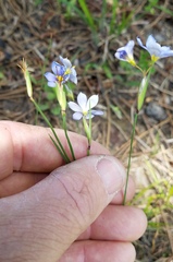 Sisyrinchium biforme