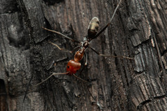 Iridomyrmex rubriceps