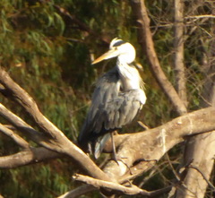 Ardea cinerea