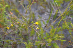 Aspalathus microphylla