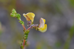 Aspalathus microphylla