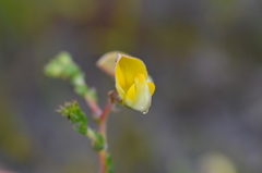 Aspalathus microphylla