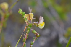 Aspalathus microphylla