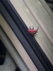 Gasteracantha curvispina