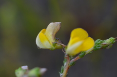 Aspalathus microphylla