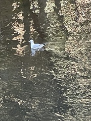 Chroicocephalus ridibundus