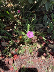 Modiolastrum gilliesii