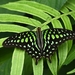 Graphium agamemnon - Photo (c) 航一帆, alguns direitos reservados (CC BY-NC), uploaded by 航一帆