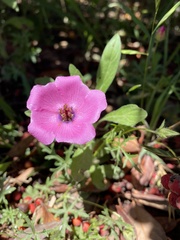 Modiolastrum gilliesii