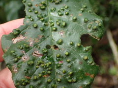 Phytoptus crinitus