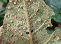 Phytoptus crinitus