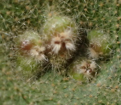 Phytoptus crinitus