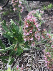 Echiostachys ecklonianus