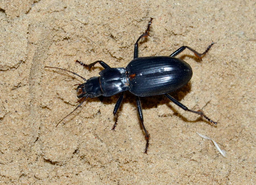 Taphoxenus