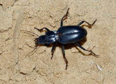 Taphoxenus goliath