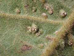 Phytoptus crinitus