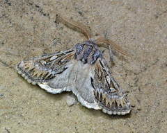 Pseudohadena striolata