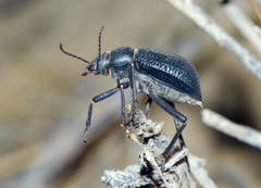 Diesia quadridentata