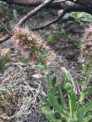 Echiostachys ecklonianus