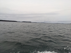 Balaenoptera acutorostrata