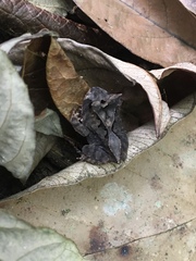 Proceratophrys renalis