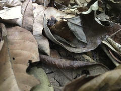 Proceratophrys renalis