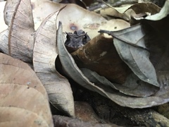 Proceratophrys renalis