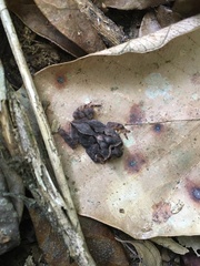 Proceratophrys renalis