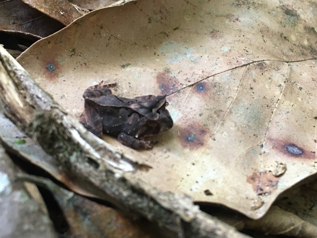 Renal Smooth-horned Frog