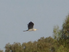 Ardea cinerea