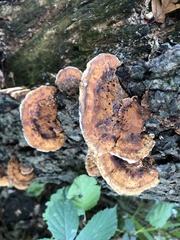 Mensularia