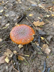 Amanita muscaria
