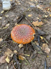 Amanita muscaria