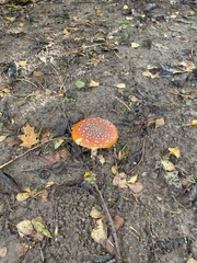 Amanita muscaria