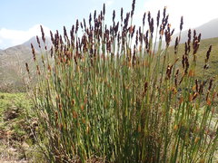 Elegia thyrsoidea