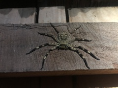 Barylestis scutatus