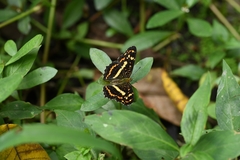 Araschnia prorsoides