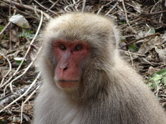 Macaca fuscata