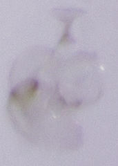 Ptinella acaciae