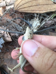 Anolis brasiliensis