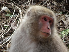 Macaca fuscata