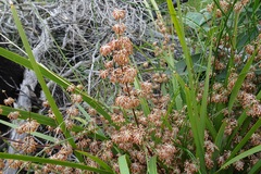 Lomandra multiflora multiflora