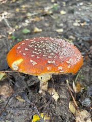 Amanita muscaria