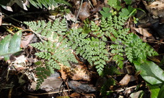 Cheilanthes bergiana